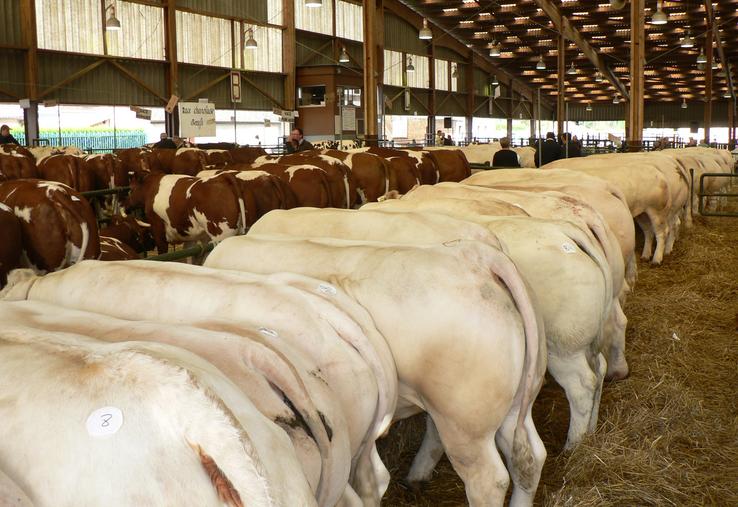 Archive du Festival de la viande sur le foirail de la ville de Forges-les-Eaux.