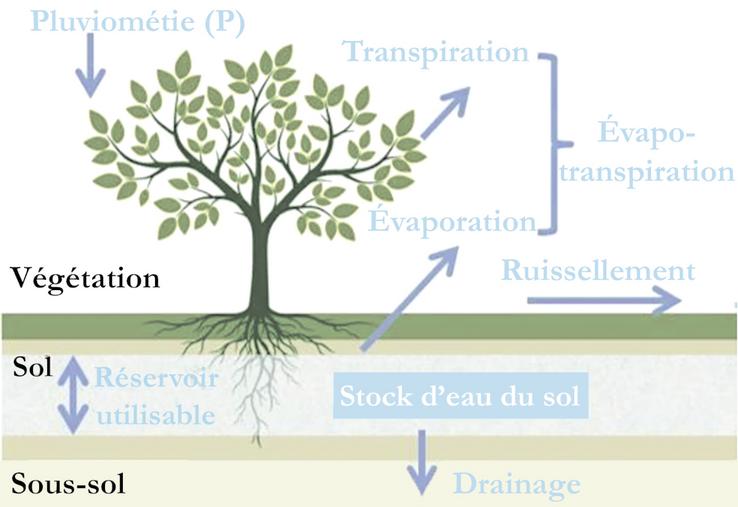 Schéma du bilan hydrique du sol.