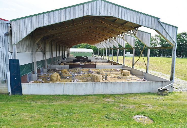 Avec ses 1 400 places à l’engraissement, la porcherie abrite quatre races de porcs : large white, landrace, piétrain et duroc.