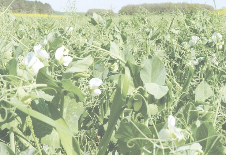 Les rendements de pois d'hiver ont été très faibles.