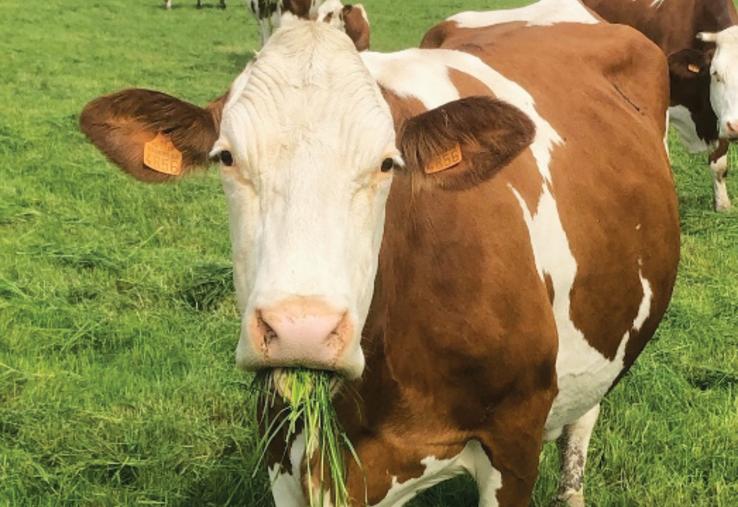 Montbéliarde au pâturage.