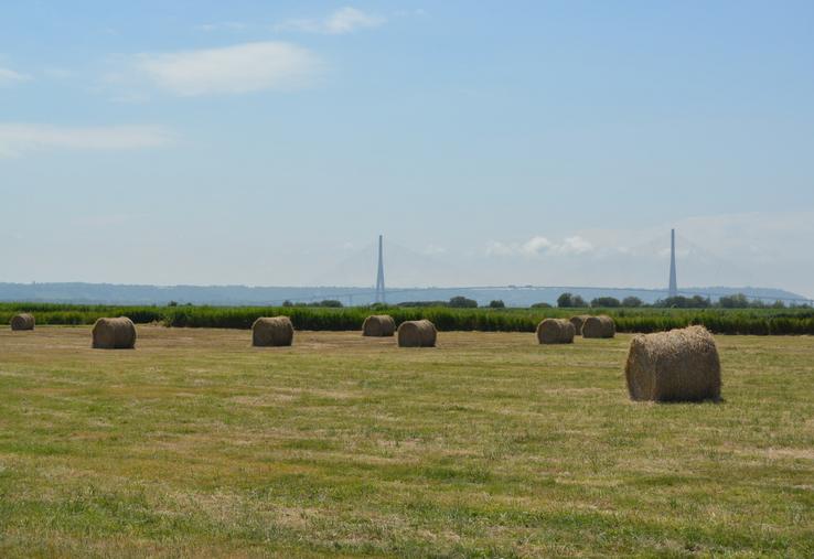Pour beaucoup d'éleveurs, l'autonomie fourragère de leur troupeau dépend du marais de l'estuaire de la Seine.