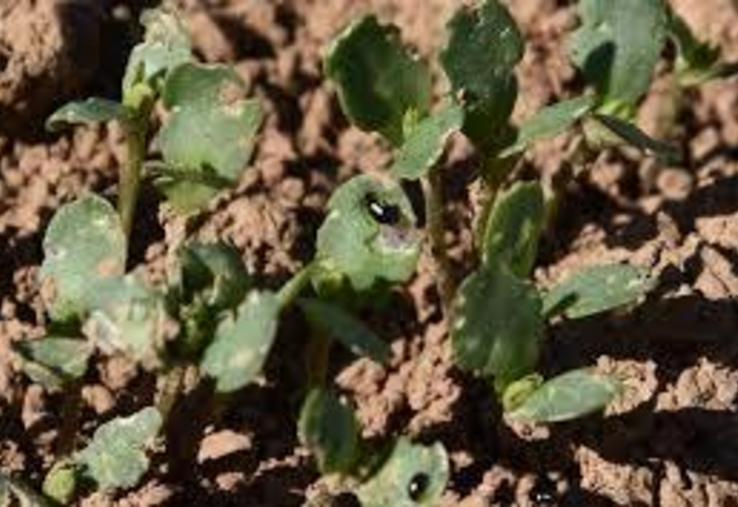 Exemple de dégâts d'altises.