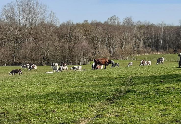 Tour de déprimage à Bellou-en-Houlme (61).