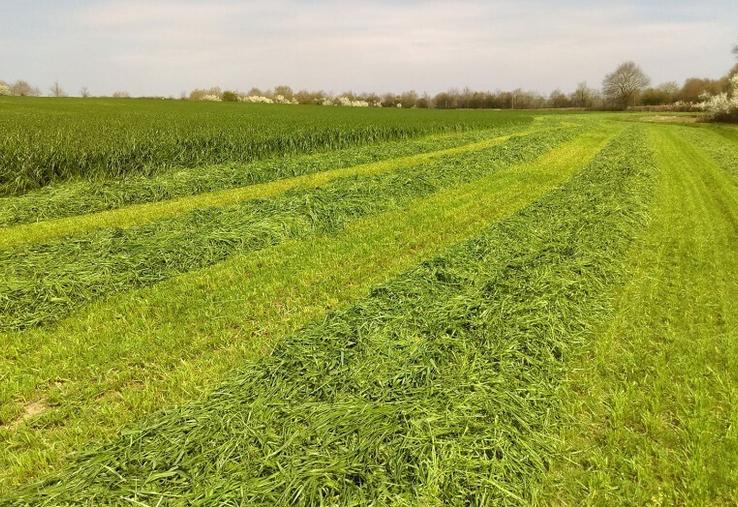 Lors du premier ensilage, il peut être pertinent de débrayer certaines parcelles de pâturage si les jours d'avance le permettent et que toute l'herbe sur pied ne peut être valorisée en pâturage.