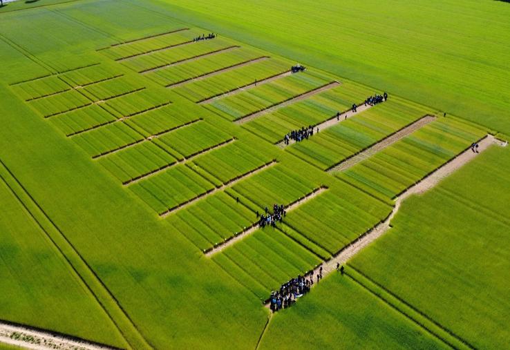 Une visite inédite de plateforme d'essais multipartenariale a eu lieu, jeudi 15 mai, près de Caen, afin de permettre aux liniculteurs "de se former, s'informer et progresser" sur la conduite  du lin d'hiver.