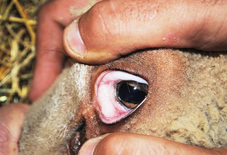 Une muqueuse rosée n'est pas un signe de mauvaise santé.