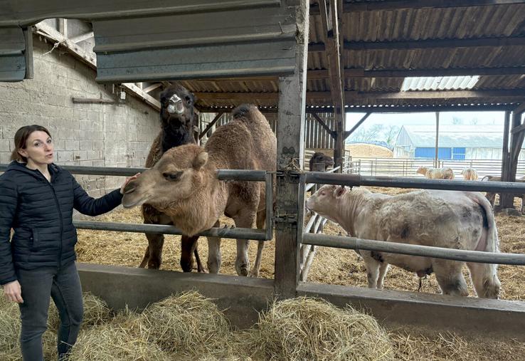 Balthazar et Dune, les dromadaires, ont les bovins comme voisins.