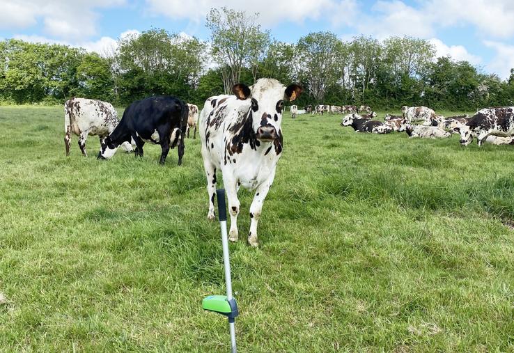 Vaches normandes au pâturage le 16 mai sur une exploitation mesurée dans la Manche.