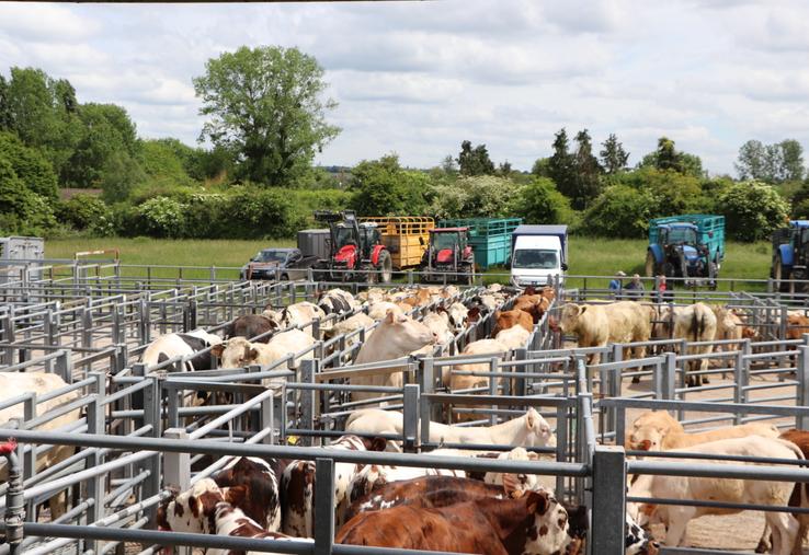 En 2024, la Sicamon enregistre 6 000 ventes de bovins (viande et maigres) et 9 000 ventes d'ovins. Les animaux apportés sont "garantis d'herbage quinze jours et indemnes de BVD", liste Nicolas Séchet.