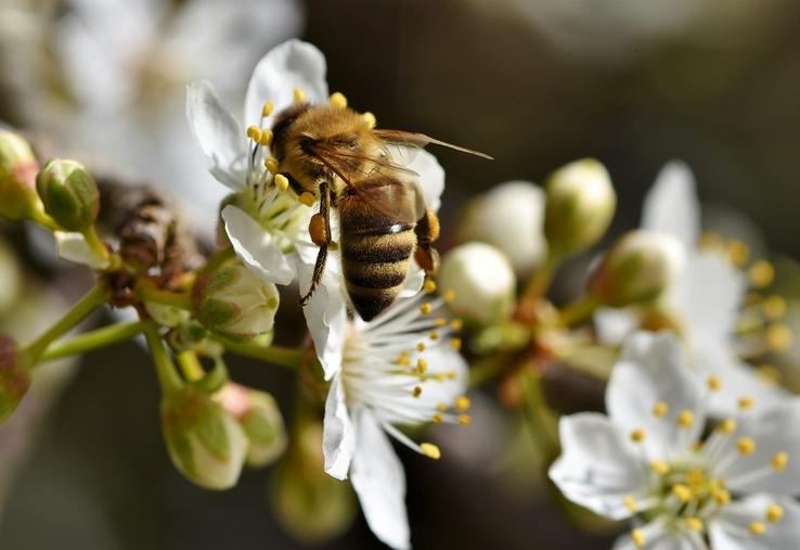 Les pollinisateurs jouent un rôle crucial dans les agroécosystèmes.
