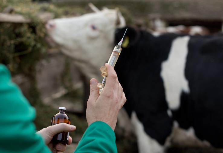 La vaccination des bovins.