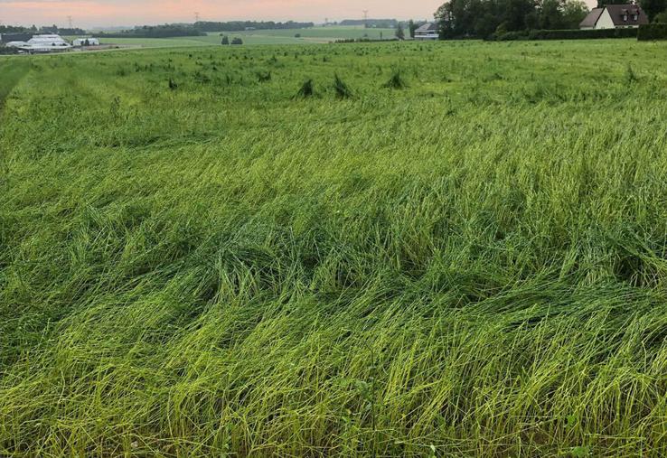 L'état des cultures annonçait une année exceptionnelle en termes de rendement, il n'en sera rien.
