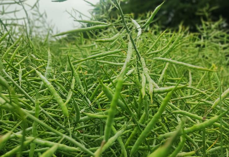 Colzas siliques sains tardifs à Tôtes.