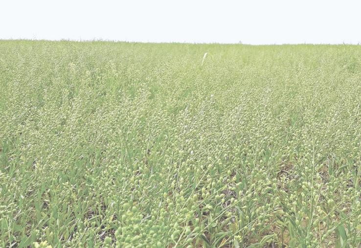 Pour maximiser ses chances de succès, il est recommandé de disposer d'une parcelle propre au moment du semis de la caméline et de gérer efficacement les repousses d'orge par la suite. 