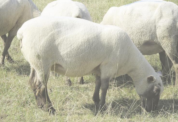 Si les brebis sont en bon état, le flushing n'est pas indispensable mais elles doivent impérativement le maintenir au cours de la lutte.