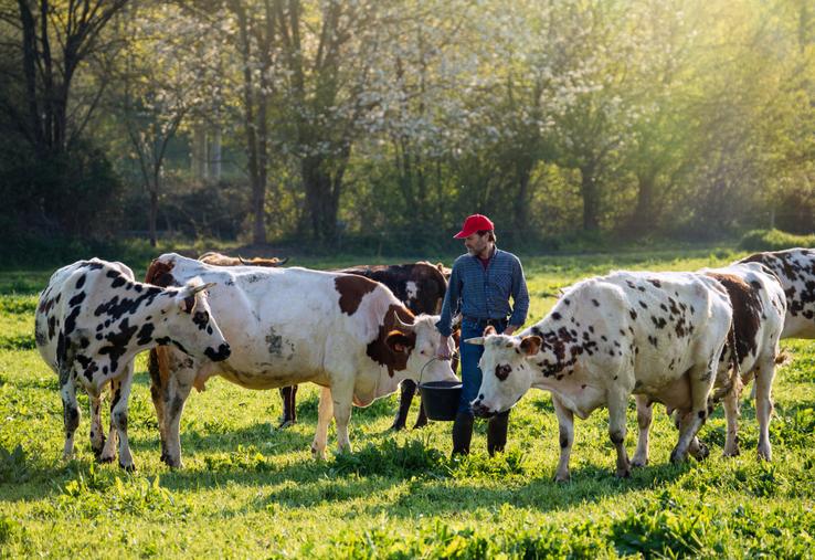 Les revenus des éleveurs laitiers restent modestes : près de la moitié (45 %) perçoit moins de 1 500 € par mois, tandis que seuls 25 % dépassent les 2 000 €, dont une minorité de 5 % franchit le seuil des 3 000 €.