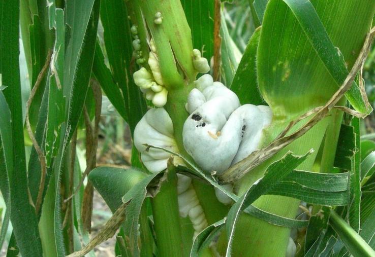 Les lésions causées par la grêle favorisent le développement du charbon commun (Ustilago maydis) au niveau des tissus en croissance du maïs.