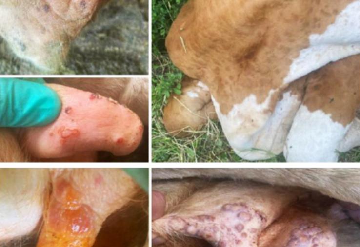 DNC : les animaux cliniquement atteints ne récupèrent pas leurs capacités de production antérieures et il y a une grande souffrance chez certains qui peuvent garder des séquelles importantes. 