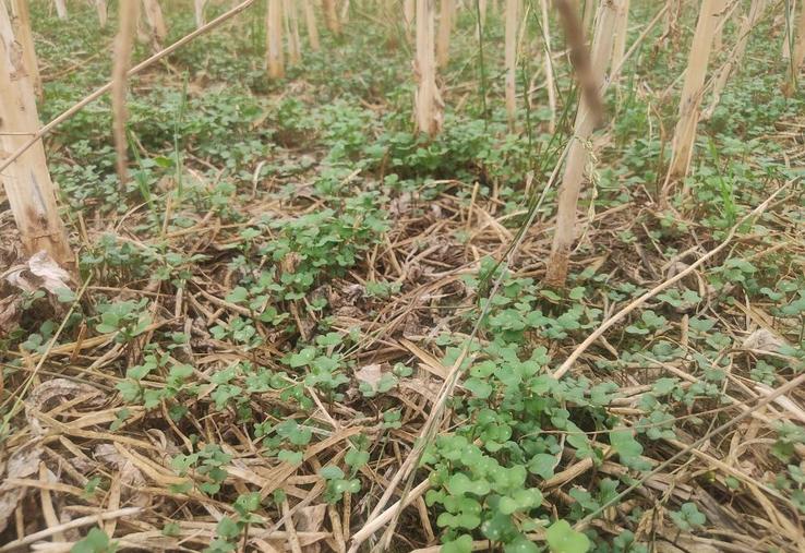 Cotylédons de colza après l'orage du 13 juin à Lignerolles (27) (photo du 27 juin).