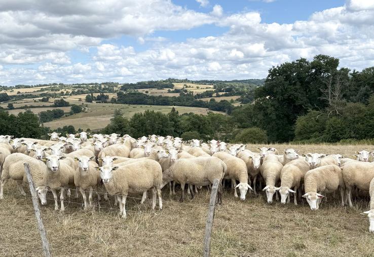Seules les brebis maigres nécessitent un apport de concentré.