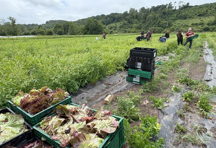 Toutes les salades glanées chez Fanny et William Renault seront vendues dans les épiceries solidaires autour de Rouen. Ne trouvant pas preneur auprès des grossistes, elles étaient broyées auparavant, avant que les maraîchers ne soient sensibilisés au don agricole par Solaal.