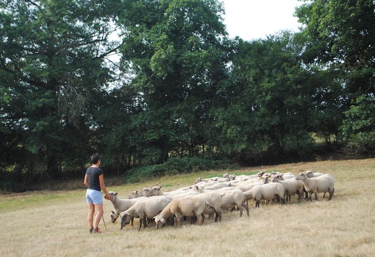 90 % des protéines consommées par les ovins viande ne le sont pas par l'homme.