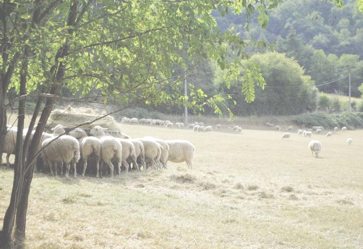 Les lots qui ne sont pas rentrés en bâtiment sont affouragés.