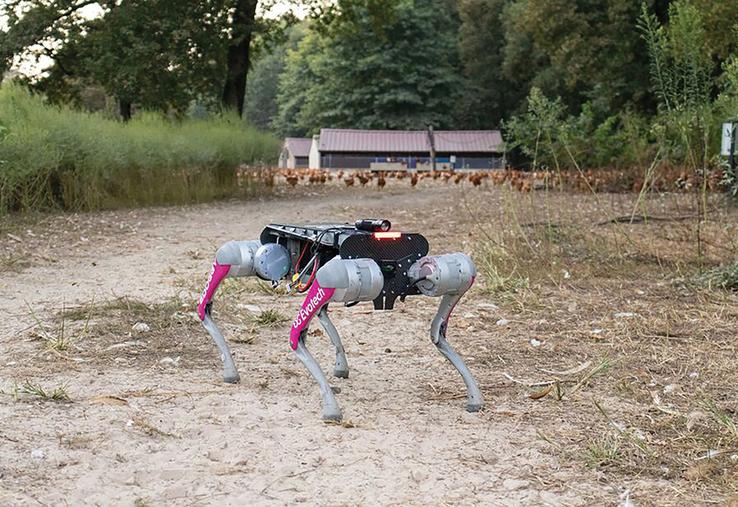Le chien robot, mis au point par l’entreprise Evotech, est programmé pour guider les poules vers leurs abris à la tombée de la nuit.