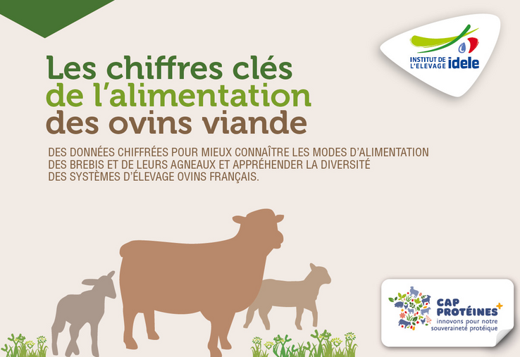 30 pages pour en savoir plus sur l'alimentation des ovins.