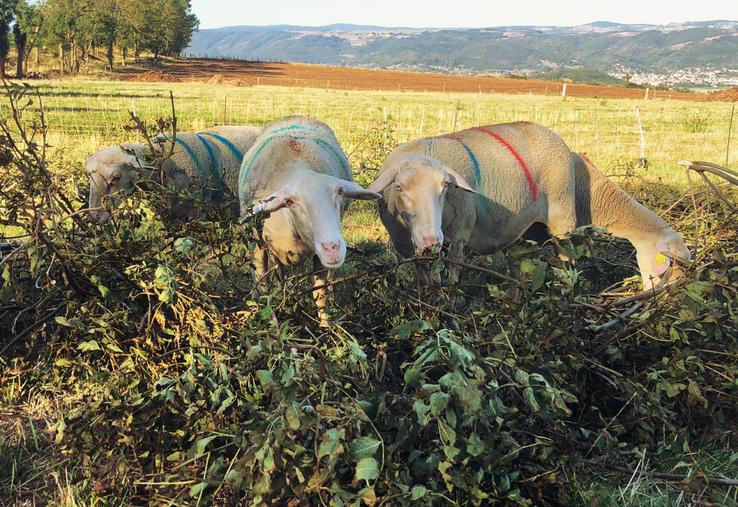 Dans le cadre de la Pac, la taille des haies, arbres et bosquets est interdite entre le 16 mars et le 15 août. L'affouragement n'est donc possible qu'à partir du 16 août.