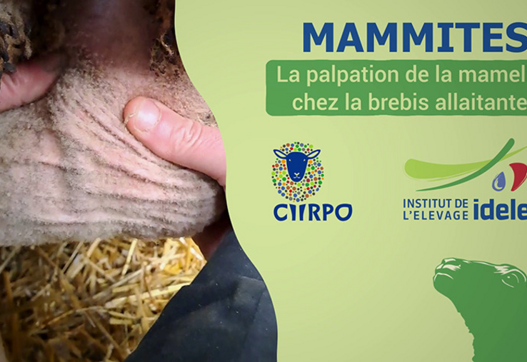 Un film pour apprendre à détecter une anomalie sur la mamelle.