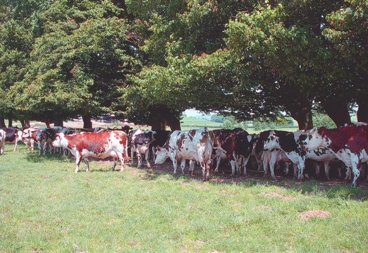 La température de confort d'une vache se situe entre 5 et 15 °C. Au-delà de 25 °C, la vache doit mettre en œuvre des mécanismes de compensation pour maintenir sa température corporelle (optimum : entre 38 et 39 °C). Ce phénomène est amplifié par l'humidité.