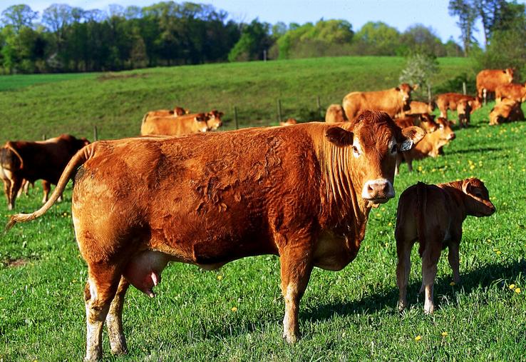 La race limousine est l'une des deux races suivies dans les 118 fermes de référence pour le calcul des indicateurs de coûts de production publiés par l'Idele.