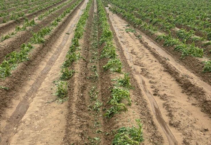 Plants de pomme de terre grêlés.