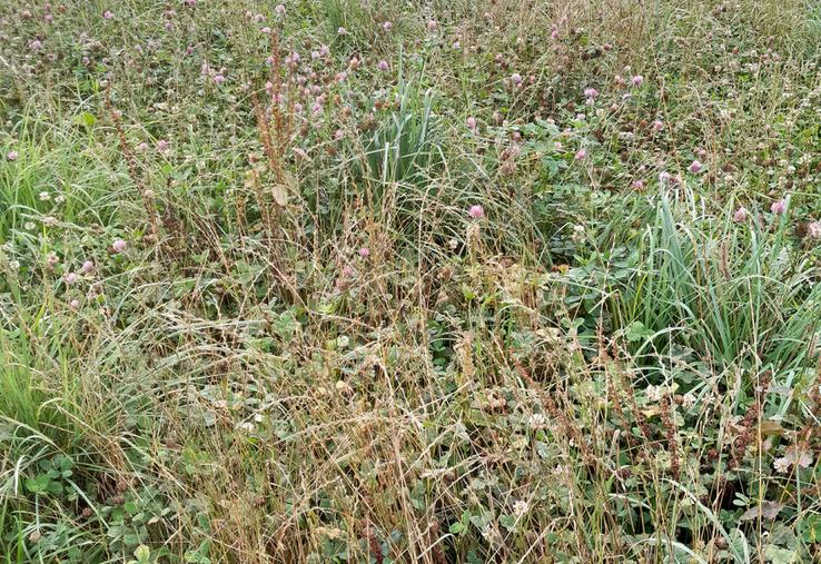 Trèfle violet dans les prairies temporaires d'Albéric.