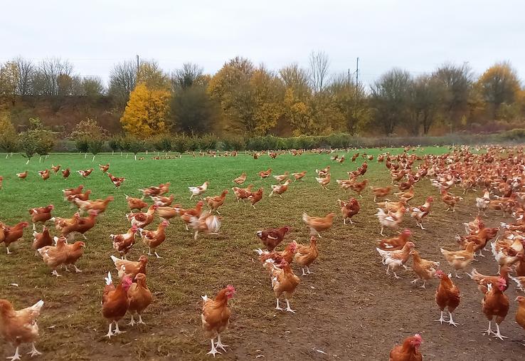 Les poulets ont accès à un parcours enherbé et arboré dans lequel poussent des noisetiers  qui entreront en production en 2026. Au fond, on distingue la ligne TGV.