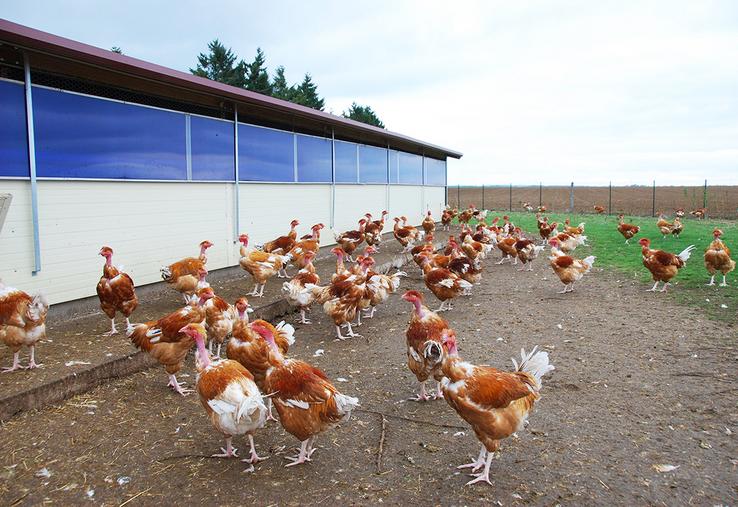 En cas de confinement sanitaire imposé par l’influenza aviaire, certains élevages peuvent prétendre à des dérogations d’accès à des parcours réduits.
