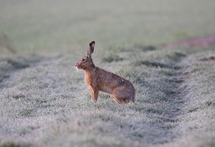 Le pigeon ramier, mais aussi la caille et le lièvre sont des espèces « qui vont bien dans le département », indique le président de la FDC 76.
