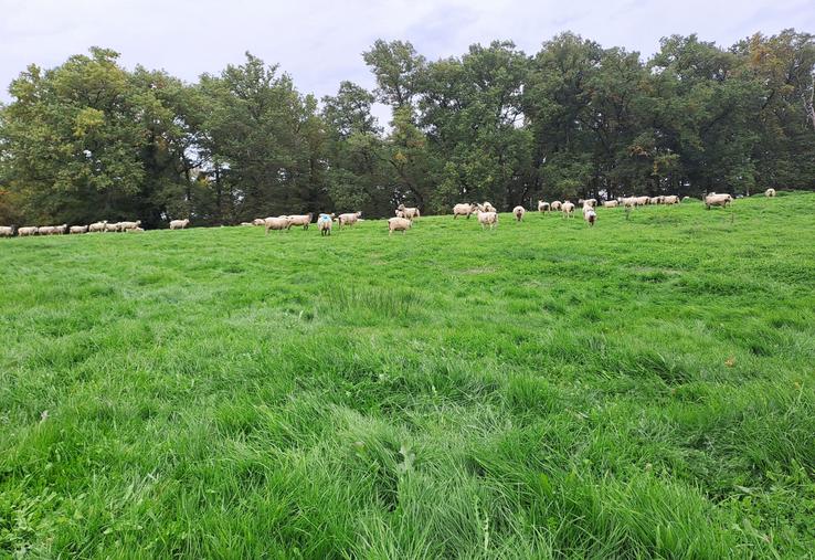 La valeur alimentaire des prairies permanentes en automne est équivalente à celle du début de printemps.