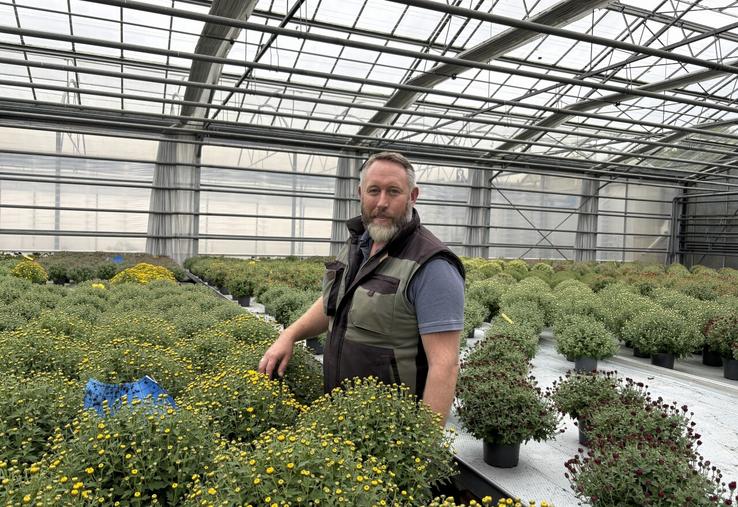 La floraison du chrysanthème débute timidement sous les serres des Jardins d'Avremesnil. Elle peut durer de trois semaines à un mois et demi en fonction des conditions climatiques et des arrosages de la plante.