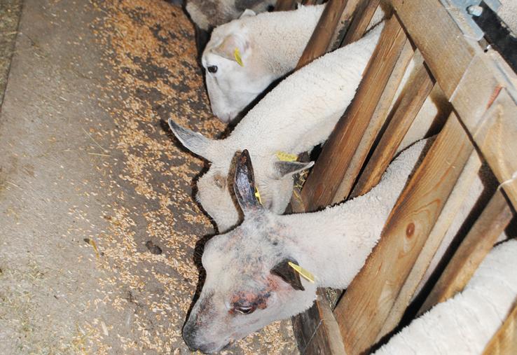 Les minéraux jouent un rôle sur la santé et la productivité du troupeau.