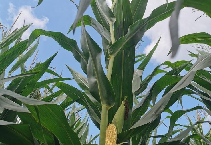 Dès le mois de juillet, l'outil digital Agrility renseigne sur le rendement en matière sèche à venir et donne une date optimale de récolte.