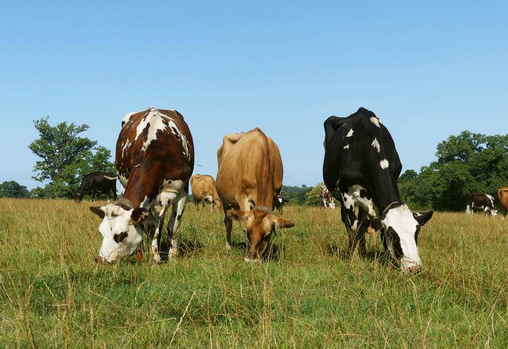 Le troupeau Tripl'XL.