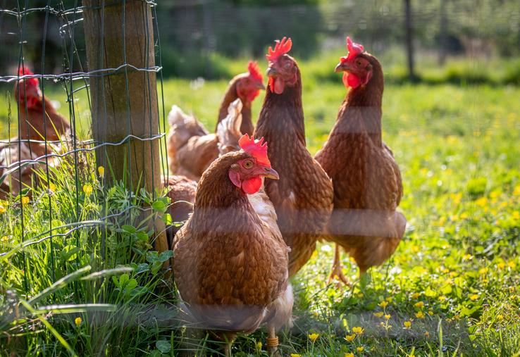  Le niveau de risque français est passé à modéré depuis ce 16 octobre. Cela impose la claustration des volailles détenues dans les zones à risques, Vallée de Seine, Vallée de la Bresle et Vallée de l'Eure.