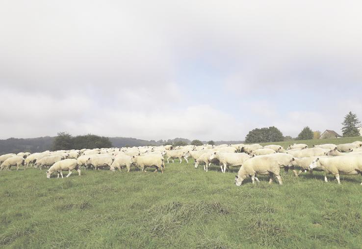 Si les brebis sont alimentées à l'herbe, la lactation peut se poursuivre au-delà de 80 jours, le coût de la ration étant de l'ordre de 8 centimes par brebis et par jour.
