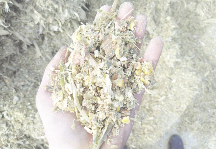 Le maïs épi, c'est d'abord du grain.