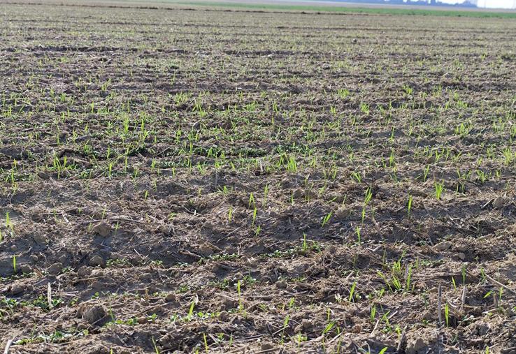 Repousses de blé dans une linière semée le 02/10/2025 à Barc (27).