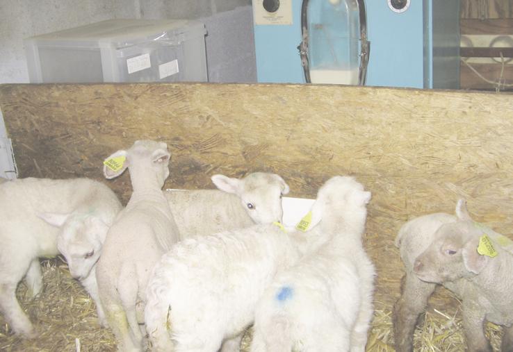 Bien maîtrisé, l'allaitement artificiel reste rentable.