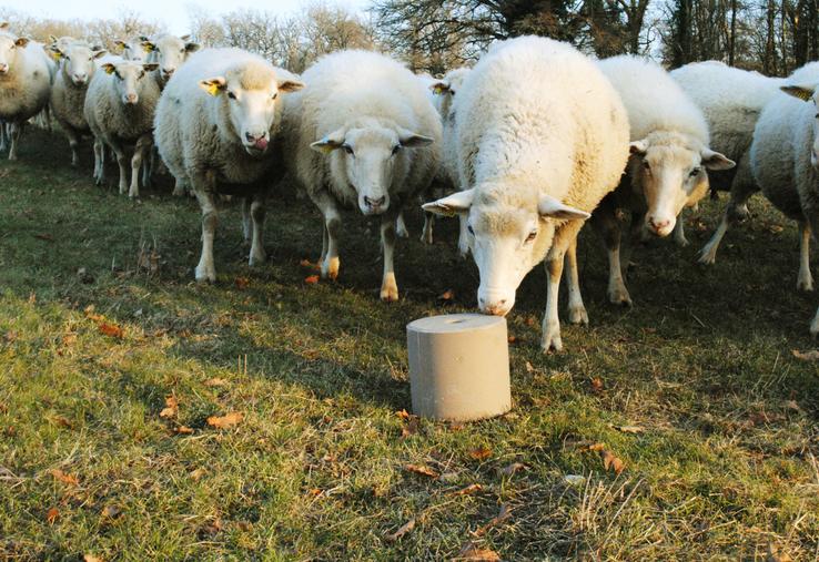 Pour couvrir ses besoins, une brebis doit consommer 15 à 20 g par jour de pierre à lécher.